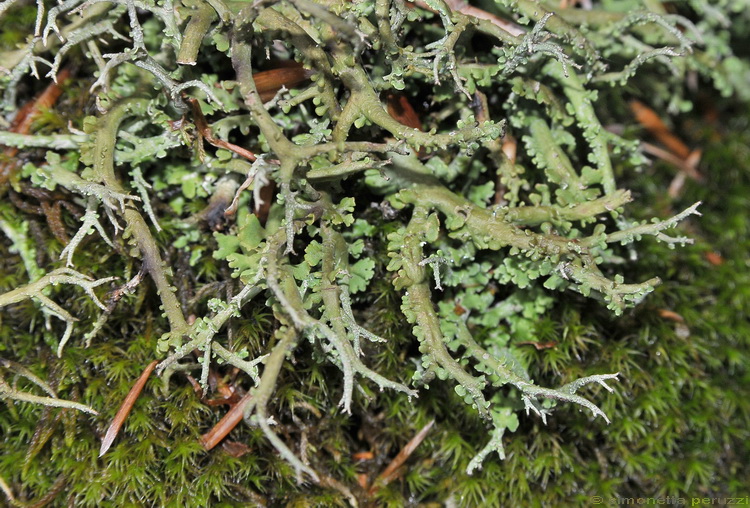 Lichene del Monte Amiata
